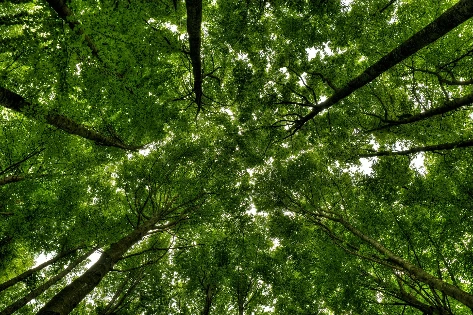 Forêt vue d'en bas